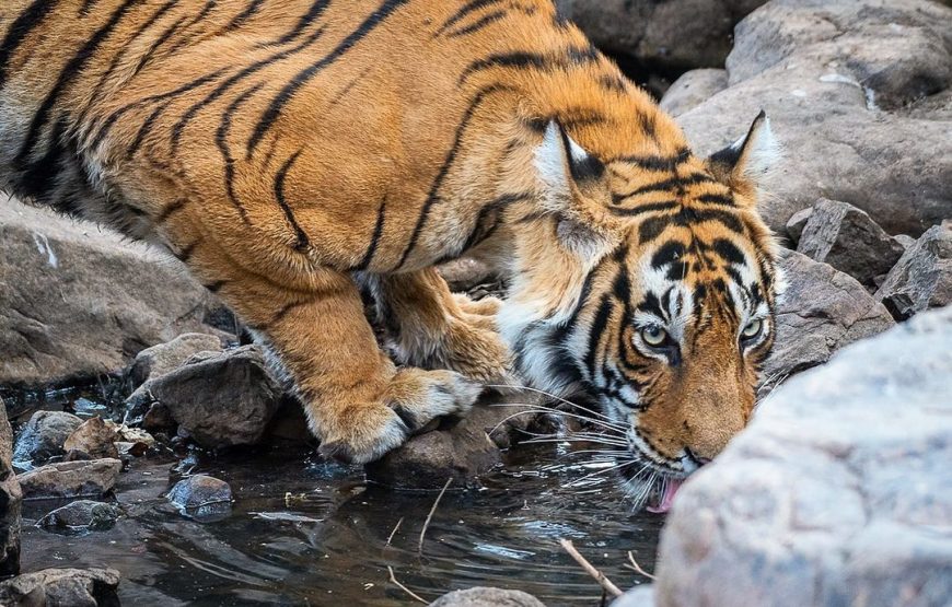 Tigers and the Taj