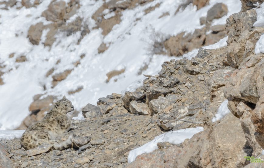Tracking the Grey Ghost of Himalaya